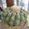 Discocactus_heptacanthus